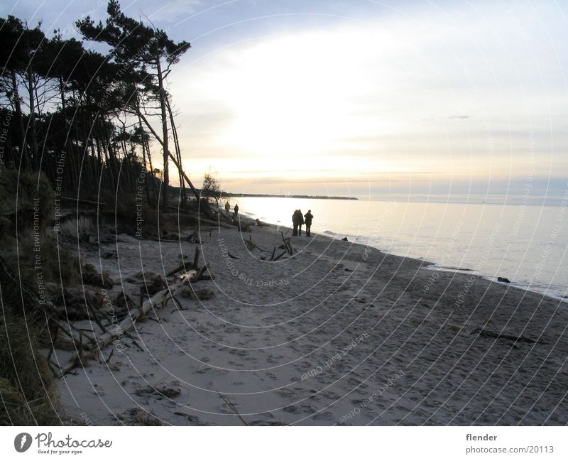 Abend Gegenlicht Strand Baum Darß Meer Ostsee