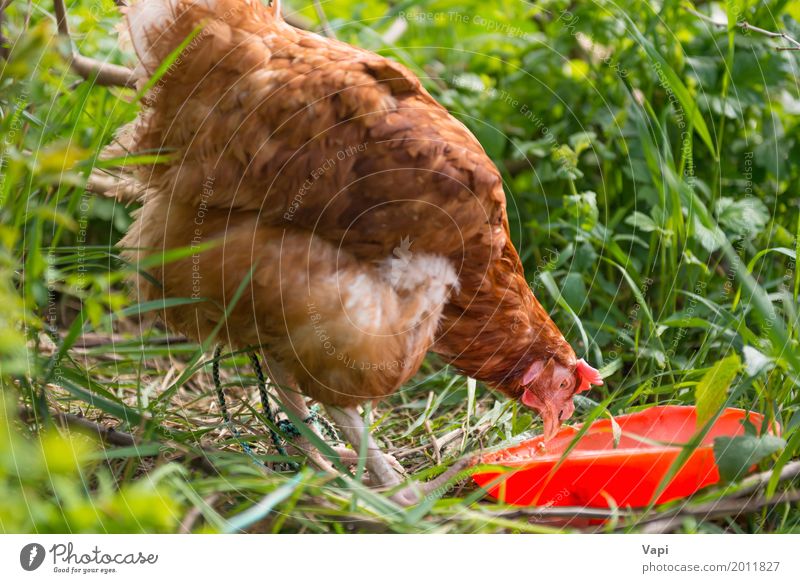 Orange Hühnerhühnerfütterung Lebensmittel Fleisch Essen Schalen & Schüsseln Sommer Natur Pflanze Tier Sonnenlicht Gras Garten Haustier Nutztier Vogel Flügel 1