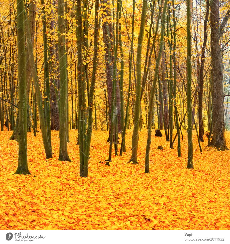 Schöner gefallener Park im Wald Umwelt Natur Landschaft Pflanze Herbst Baum Blatt frisch hell natürlich braun mehrfarbig gelb gold grün rot schwarz Farbe Ahorn