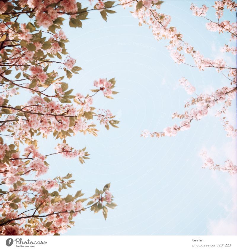 Spring's here Natur Pflanze Luft Himmel Sonne Schönes Wetter Baum Blüte Park Blühend leuchten Duft hell Kitsch natürlich blau rosa ruhig Erholung Idylle Umwelt