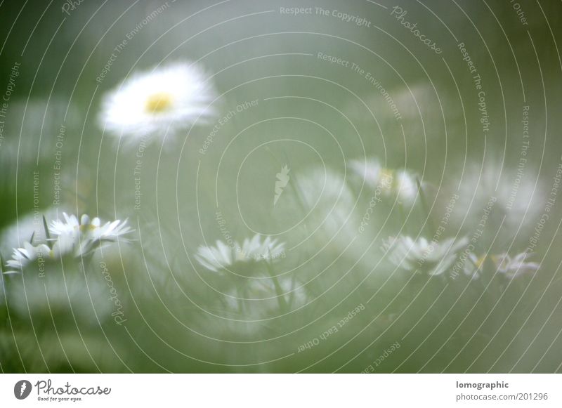 Bellis perennis Sommer Natur Frühling schlechtes Wetter Nebel Pflanze Blume Gras Blüte Garten Wiese Blühend gelb geheimnisvoll Gänseblümchen Margerite