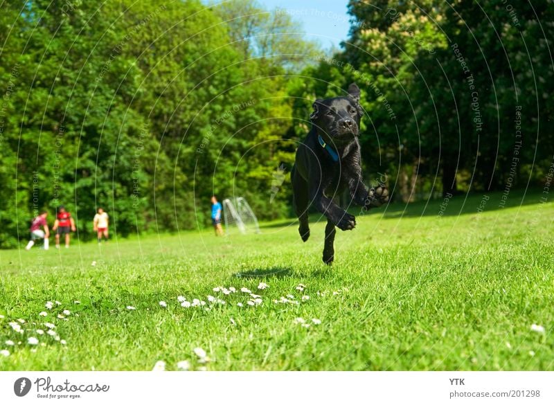 Dexter der Fußballstar Umwelt Natur Pflanze Tier Schönes Wetter Baum Gras Park Wiese Haustier Hund 1 sportlich außergewöhnlich grün Freude Kraft Leben Bewegung