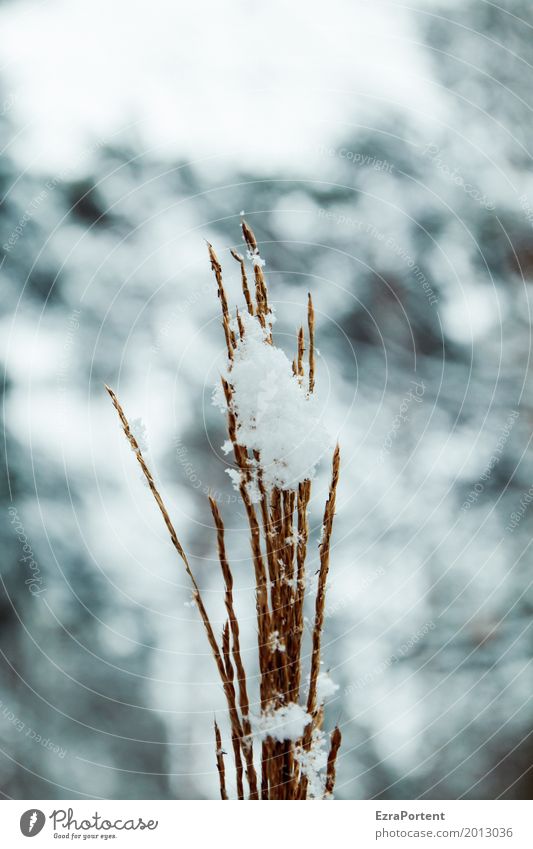 Schneefang Umwelt Natur Himmel Winter Klima Klimawandel Schneefall Pflanze Gras kalt grau weiß Schneeflocke Unschärfe Muster Farbfoto Gedeckte Farben