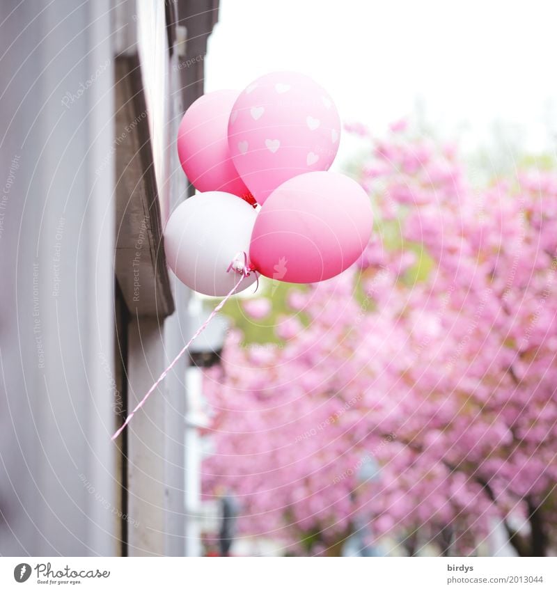 Festlicher Frühling Duft Feste & Feiern Baum Blüte Zierkirsche Bonn Stadt Luftballon Herz Blühend leuchten ästhetisch außergewöhnlich Fröhlichkeit positiv schön