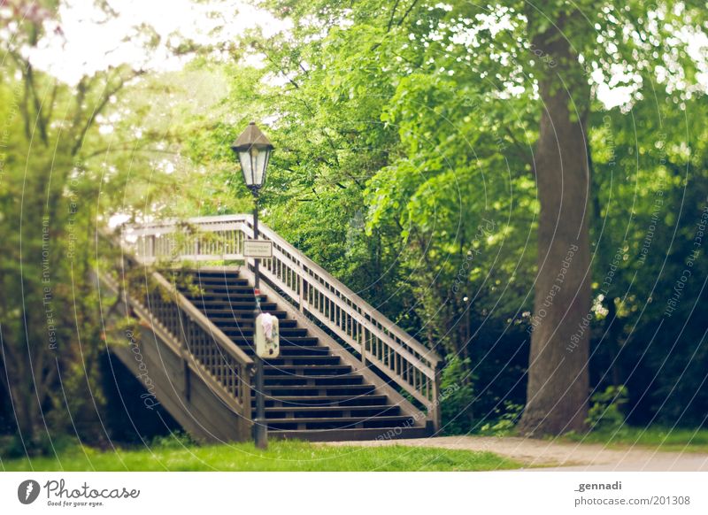 Oh happy Day Umwelt Natur Pflanze Baum Brückengeländer Höxter genießen Farbfoto Außenaufnahme Experiment Menschenleer Schwache Tiefenschärfe Fußgängerbrücke