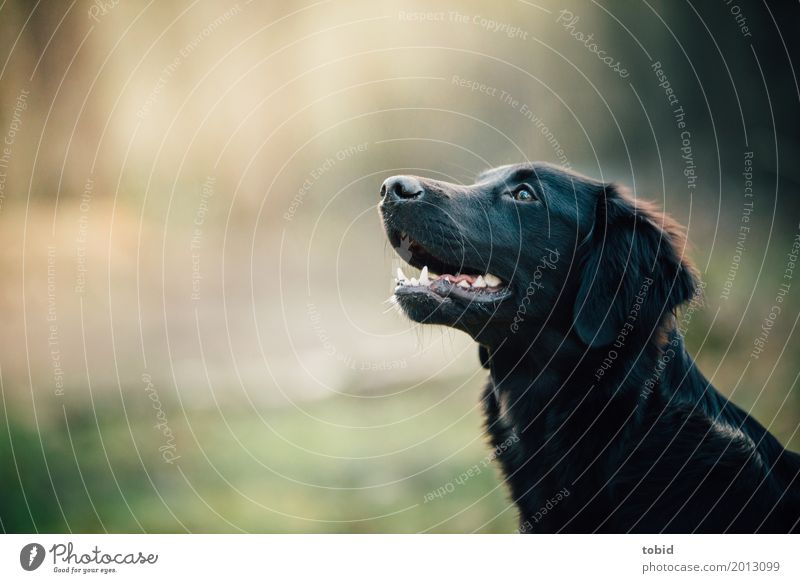 Paula Pt.3 Haustier Hund Tiergesicht Fell 1 beobachten hocken warten Freundlichkeit weich schwarz Freude Lebensfreude Neugier Labrador-Retriever Farbfoto