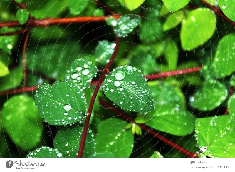 Faszination des Wassers Wassertropfen Regen Pflanze Sträucher Blatt Grünpflanze nass grün Farbfoto Außenaufnahme Detailaufnahme Menschenleer Tropfen hydrophob