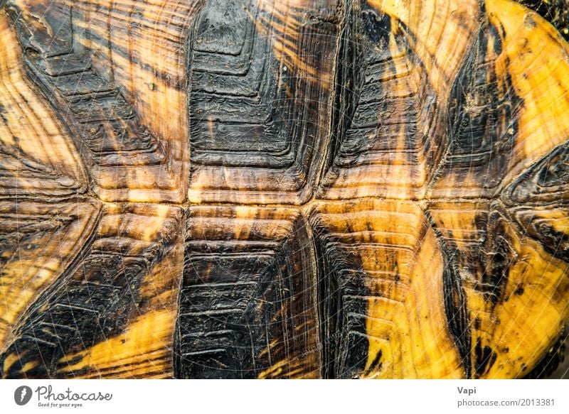 Beschaffenheit des Schildkrötenpanzers Haut Tapete Natur Tier Haustier Wildtier 1 natürlich braun gelb orange schwarz Schutz Konsistenz Panzer Landschildkröte