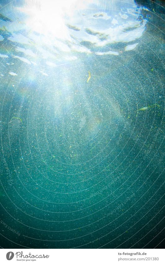 Stille III Umwelt Natur Urelemente Wasser Schönes Wetter Algen Unterwasserpflanze Unterwasseraquarium Zoo tauchen Luftblase türkis tief Wellen Meer See