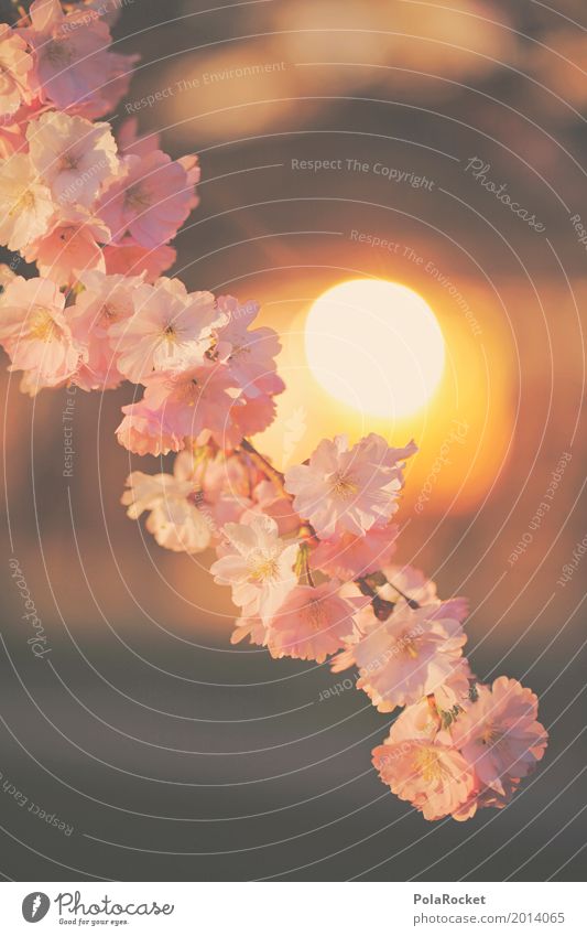 #AS# Sonnenblüte Natur ästhetisch Sonnenstrahlen Frühling Frühlingstag Frühlingsfarbe Blühend Blühende Landschaften Kirschblüten rosa Farbfoto mehrfarbig