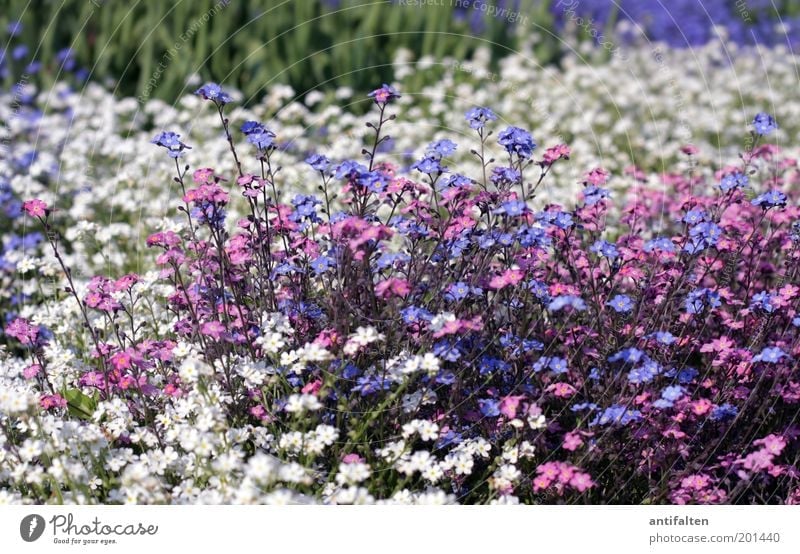 Blumenmeer Natur Pflanze Frühling Sommer Blüte Vergißmeinnicht Garten Park Blühend schön klein blau mehrfarbig grün violett rosa weiß Glück Fröhlichkeit