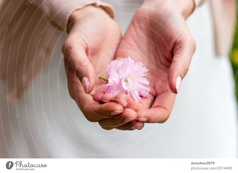 Beschützen Blüte festhalten rosa Blume Kirschblüten Kirsche Hand behüten puderfarben Pastellton zart Liebe