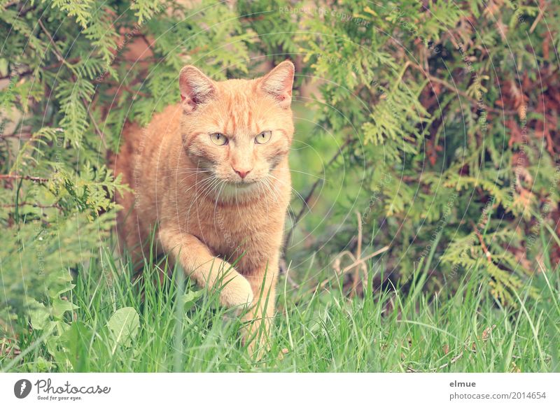 Nachbars Kater Garten Haustier Katze beobachten entdecken Blick ästhetisch Coolness elegant schön Neugier niedlich orange rot Sympathie Tierliebe Interesse