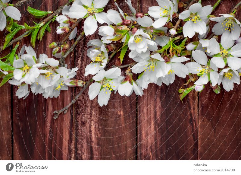 Blühende Mandelzweige auf einer braunen Holzoberfläche Frucht schön Tisch Natur Pflanze Baum Blume Blatt Blüte Blumenstrauß frisch natürlich retro rosa weiß