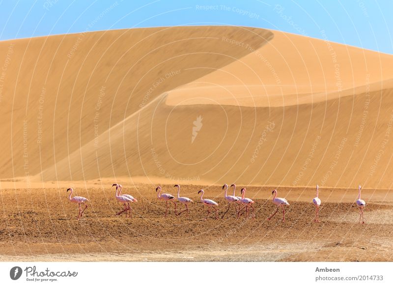 Menge des rosa Flamingos, der entlang die Düne marschiert Ferien & Urlaub & Reisen Sommer Natur Sand Wolken Park Tier Vogel Linie wild gelb Farbe Kalahari