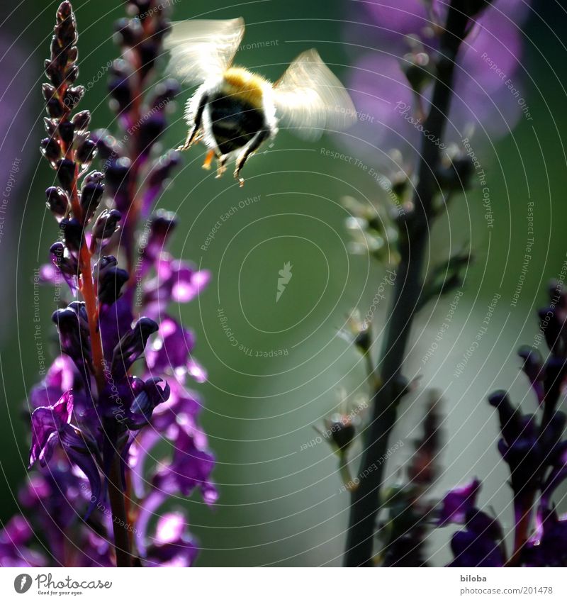 Sie fliegen wieder Pflanze Tier Blüte Garten Biene Flügel 1 gold grün violett Summen Schweben fleißig Sommer Farbfoto Bewegungsunschärfe Blume Menschenleer