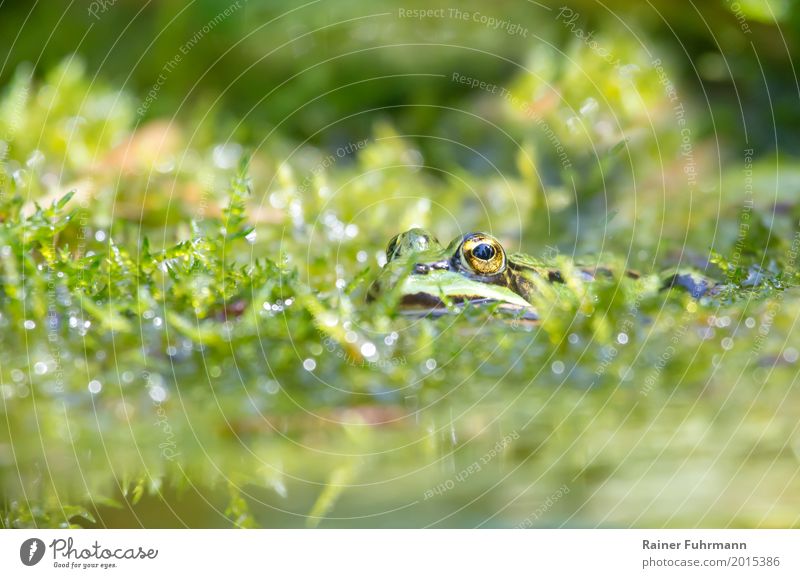 Porträt eines Frosches im Teich Umwelt Natur Pflanze Tier Wasser Frühling Garten Park Moor Sumpf Nutztier Teichfrosch 1 Zufriedenheit Tierliebe "Blick grün