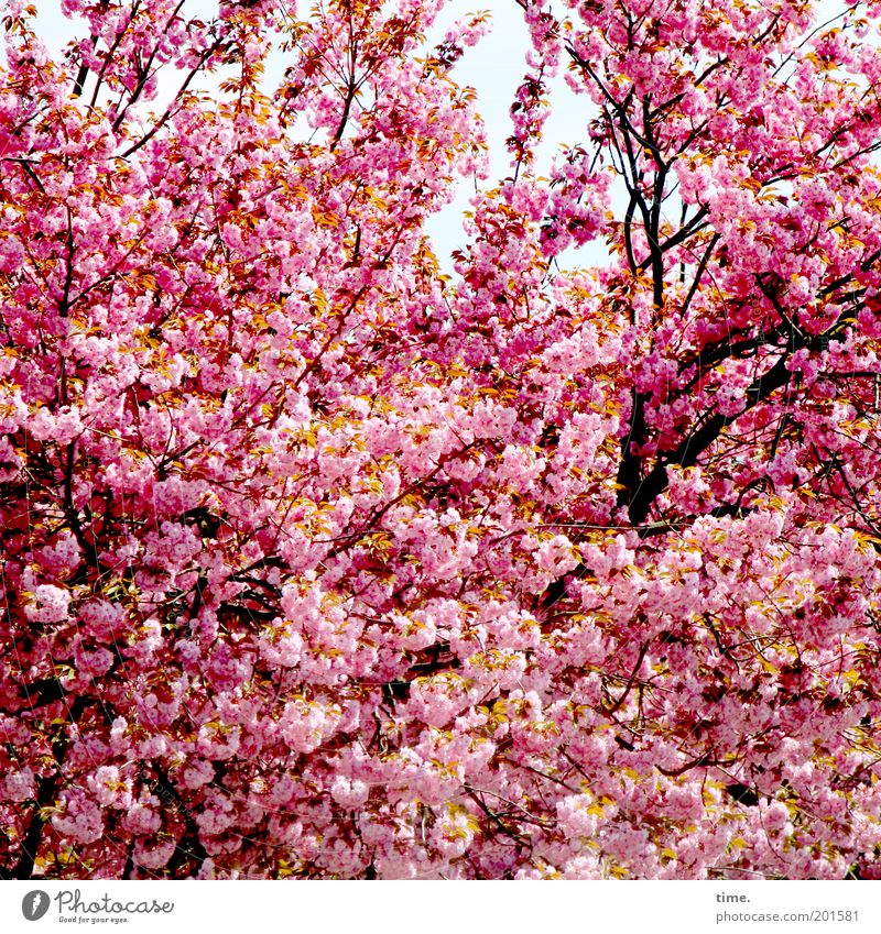 Großfamilie Frühling Blüte Pflanze Baum Ast Zweig rosa Tiefenschärfe Außenaufnahme Schutz Wachstum frisch explosiv üppig (Wuchs) Laubbaum Kirschblüten