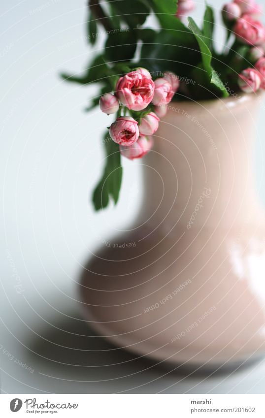 ein Blümchen für Euch Pflanze Blume frisch grün rosa Vase Dekoration & Verzierung Duft zart klein schön Blütenknospen Frühling Frühlingsblume Farbfoto