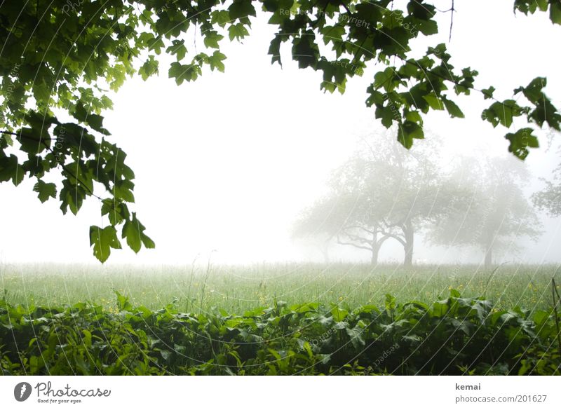 Trübe Aussichten Umwelt Natur Landschaft Pflanze Himmel Frühling Klima schlechtes Wetter Nebel Regen Baum Gras Sträucher Blatt Grünpflanze Wildpflanze Zweig Ast