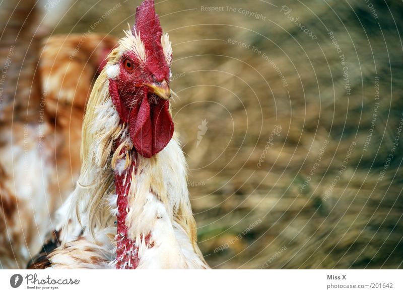 Glückliche Hühner sehen anders aus! Tier Nutztier Vogel 1 alt hässlich Gefühle verstört Haushuhn Viehhaltung Landwirtschaft Feder Traurigkeit Freilandhaltung