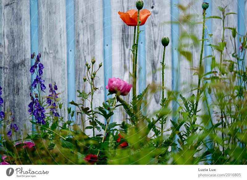 Sommerblumen, an Himmelblau Garten Pflanze Frühling Schönes Wetter Blume Blüte Mauer Wand mehrfarbig Frühlingsgefühle bunt sommerlich Blütenknospen Farbfoto
