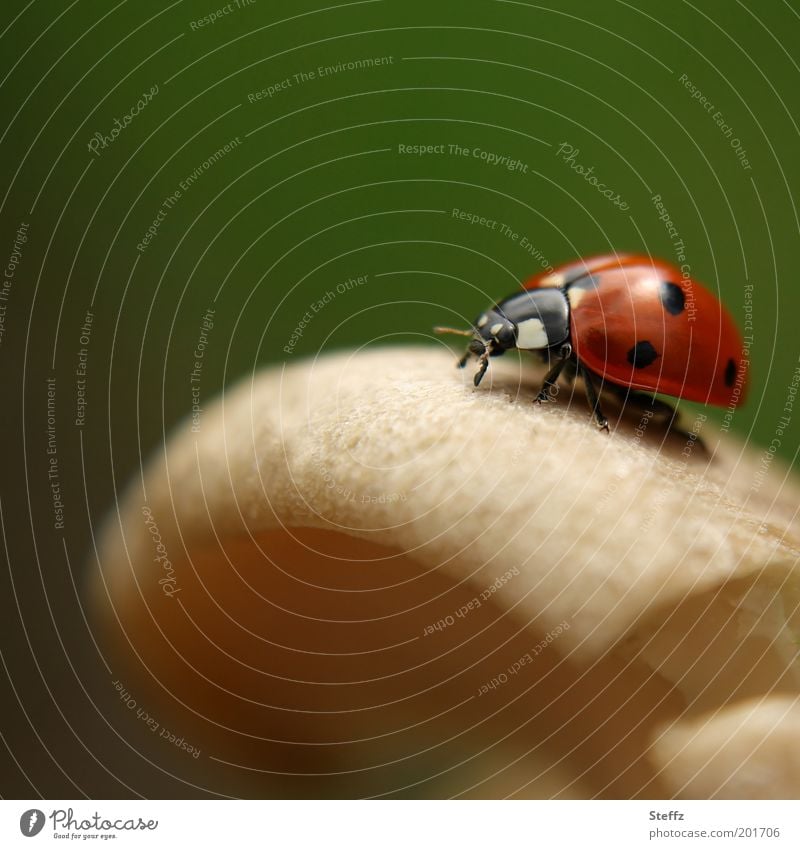 Glückspilz - ein Glücksbringer auf dem Pilzhut Glückskäfer Marienkäfer Glückssymbol Glückwünsche Käfer dunkelgrün natürlich krabbeln rot beige rund krabbelnd