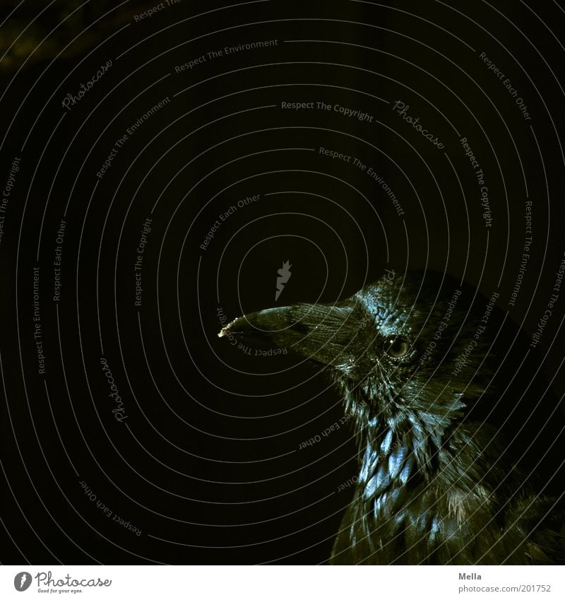 Rabenschwarz Tier Vogel Tiergesicht Rabenvögel Schnabel 1 beobachten Blick dunkel Neugier Weisheit klug Farbe geheimnisvoll mystisch unheimlich gruselig