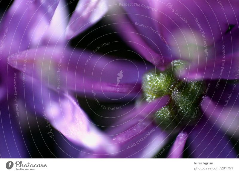 Schönheit im Detail Natur Pflanze Sommer Blume Blüte exotisch frisch nah violett rosa schwarz zerbrechlich Romantik Farbfoto Außenaufnahme Nahaufnahme