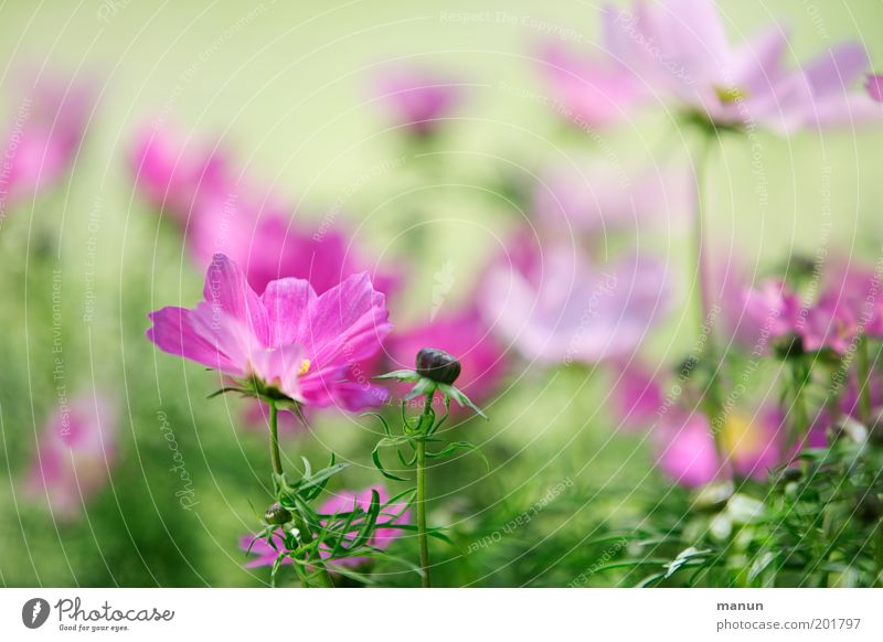 Cosmea elegant Duft Garten Natur Pflanze Frühling Sommer Blume Blüte Schmuckkörbchen Blumenbeet ästhetisch frisch hell schön rosa Frühlingsgefühle Romantik