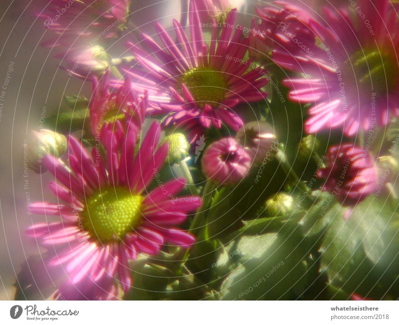 blumen Blume rosa Fischauge Natur blur