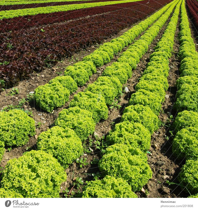 Salatfix und fertig. Perspektive Gemüse Ernährung Garten Umwelt Natur Agrarprodukt Wachstum Ordnung Farbfoto mehrfarbig Außenaufnahme Tag Sonnenlicht