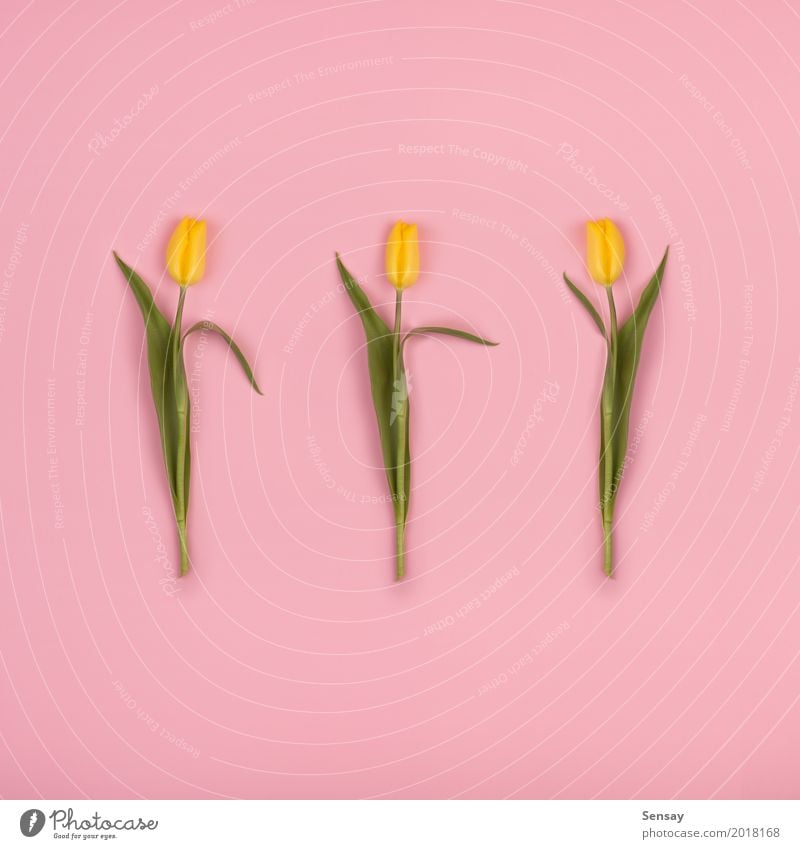 Schöne Tulpen auf rosa Papier, Draufsicht schön Sommer Dekoration & Verzierung Natur Pflanze Blume Blatt Blüte Wachstum frisch natürlich retro gelb rot Romantik