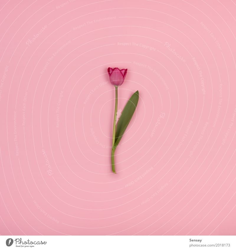 Schöne Tulpe auf rosa Papier, Draufsicht schön Sommer Dekoration & Verzierung Natur Pflanze Blume Blatt Blüte Wachstum frisch natürlich retro gelb rot Romantik