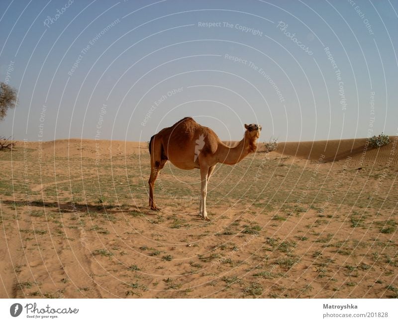 Das Meer ohne Wasser Ferien & Urlaub & Reisen Wärme Wüste Arabien Nutztier Kamel Dromedar Blick stehen frei heiß trocken Kultur Neugier Farbfoto Außenaufnahme