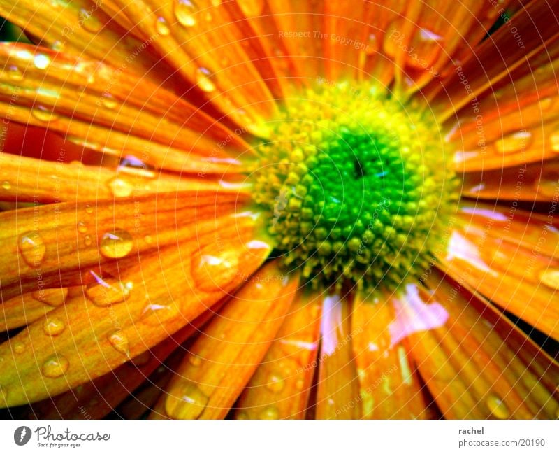 nach dem Regen (vor dem Frost) Blume Blüte grün gelb Unschärfe Herbst Pflanze Wasser Wassertropfen orange Makroaufnahme flower blossom rain raindrop water