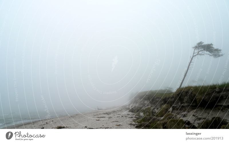 Weststrand Landschaft Küste Strand ruhig Farbfoto Außenaufnahme Menschenleer Nebelbank Nebelmeer Nebelwand Nebelstimmung Morgennebel unheimlich