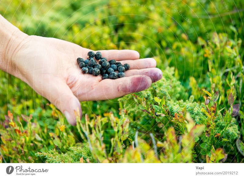 Hand voll von wilden Beeren Lebensmittel Frucht Dessert Ernährung Essen Bioprodukte Vegetarische Ernährung Diät Gesunde Ernährung Sommer Frau Erwachsene Natur