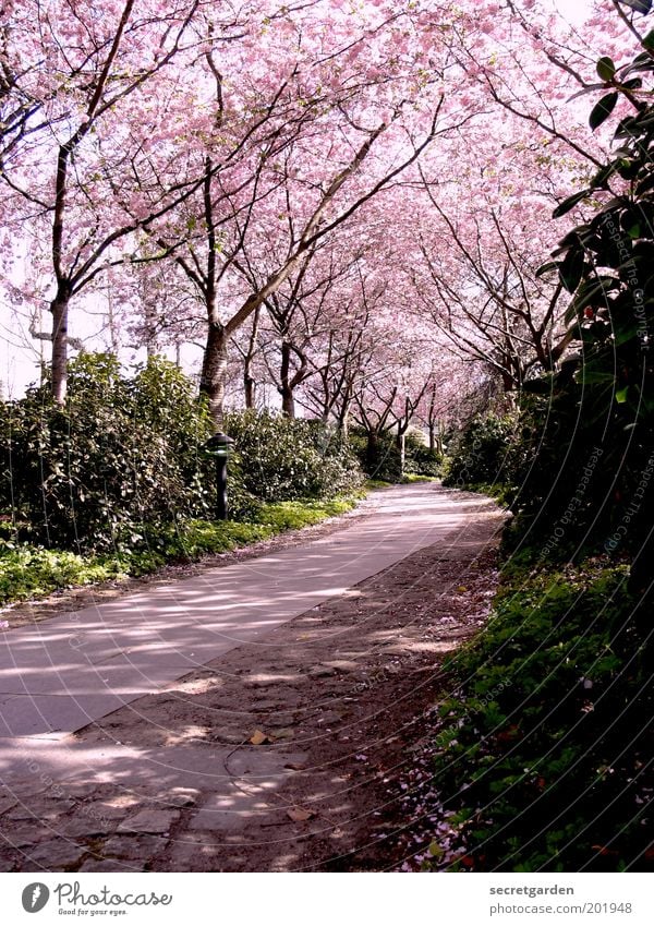 der weg ist das ziel. Umwelt Natur Pflanze Frühling Baum Sträucher Blüte Park Wege & Pfade Blühend Erholung schön rosa Schutz Romantik Idylle ruhig Ziel