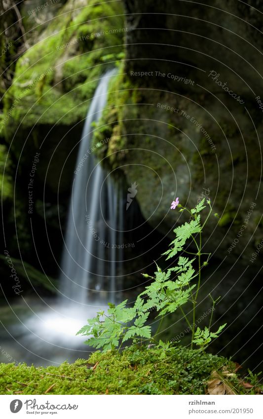 Kleiner Wasserfall Erholung Freizeit & Hobby Moos Blüte Stein klein nass grün Leistung beschaulich Tiefenschärfe Vordergrund fließen Außenaufnahme Tag