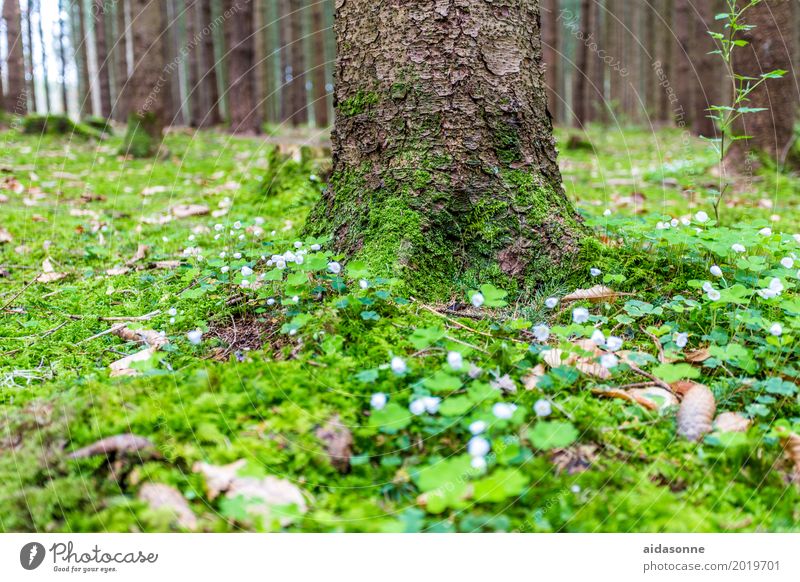 frühling im wald Natur Landschaft Pflanze Frühling Schönes Wetter Baum Blüte Wald Glück Zufriedenheit Lebensfreude Frühlingsgefühle Bayern Märzenbecher