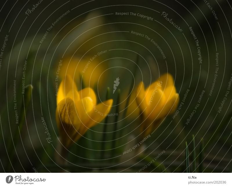 Frühlingsboten zum Purzeltag Umwelt Natur Landschaft Pflanze Blume Blüte Krokusse Garten Blühend Duft gelb grün Frühlingsgefühle Farbfoto Gedeckte Farben