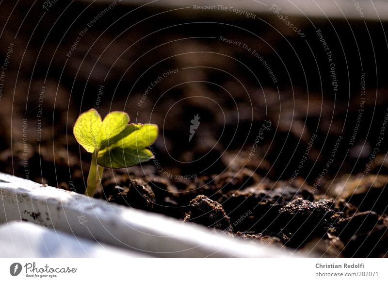 Kapuziner Leben harmonisch Garten Gartenarbeit Umwelt Natur Pflanze Erde Frühling Blume frei klein neu niedlich braun grün Farbfoto Außenaufnahme Makroaufnahme