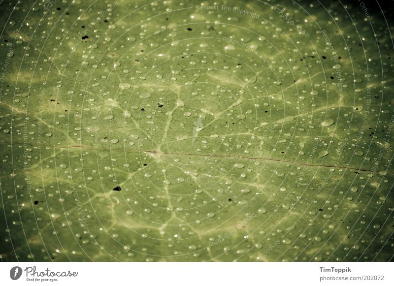 Victoria Nymphaeaceae Pflanze Blatt Grünpflanze grün Seerosen Seerosenteich Seerosenblatt Regen Wassertropfen Pflanzenteile Strukturen & Formen nass Tropenhaus