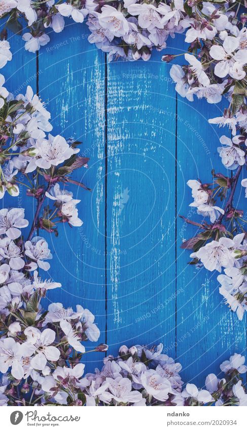 Blauer hölzerner Hintergrund mit blühenden Zweigen Natur Pflanze Baum Blume Blüte Blumenstrauß Holz alt hell retro blau weiß Kirsche Ast Frühling Blütenblatt