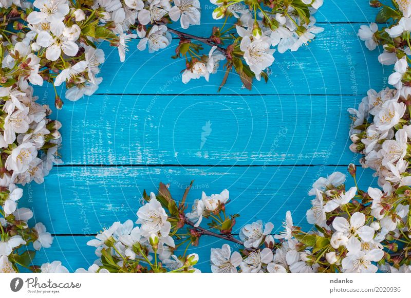 blühende Zweige der Kirsche Pflanze Baum Blume Blüte Blumenstrauß Holz hell retro blau türkis weiß Hintergrund Ast Frühling Blütenblatt altehrwürdig leerer Ort