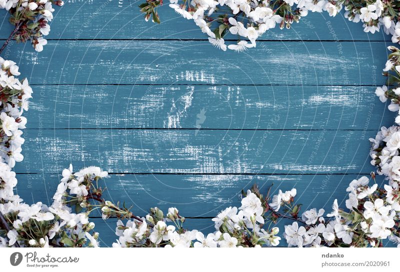 Blühende Kirschniederlassungen auf einer blauen Holzoberfläche Natur Pflanze Baum Blume Blüte Blumenstrauß alt hell weiß Kirsche Hintergrund leerer Ort