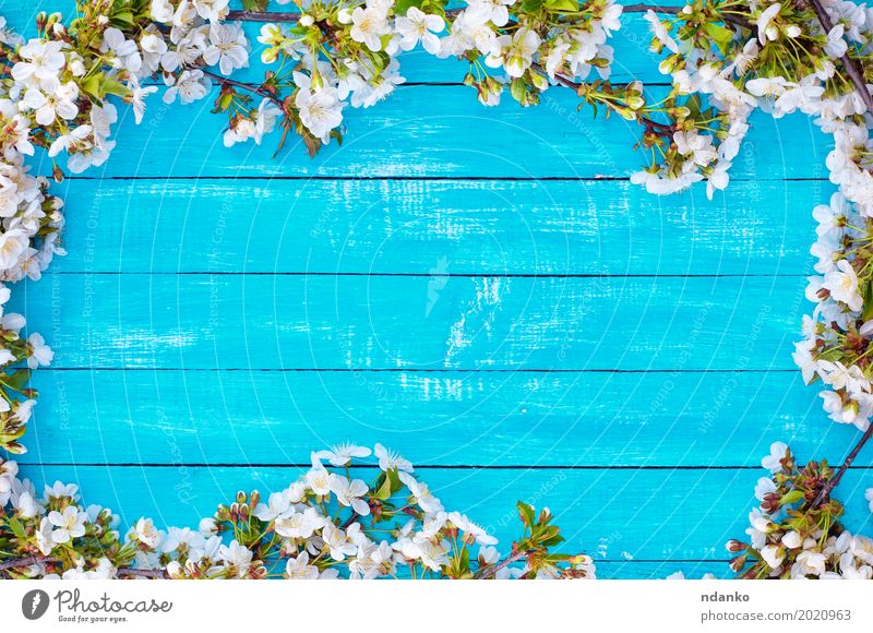 hölzerner blauer Hintergrund mit blühenden Kirschblüten Natur Pflanze Baum Blume Blüte Blumenstrauß Holz Blühend hell weiß Kirsche leerer Ort Holzplatte Ast