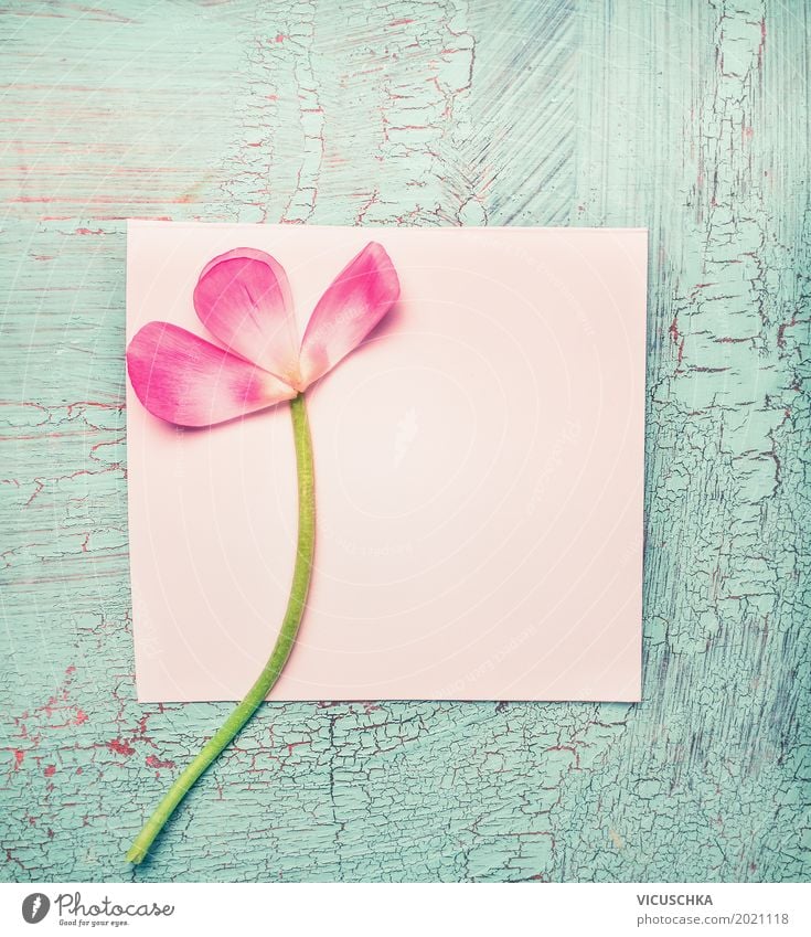 Rosa Blüten auf weiß leere Papier-Karte Stil Design Freude Dekoration & Verzierung Feste & Feiern Valentinstag Muttertag Geburtstag Blume Rose Blatt