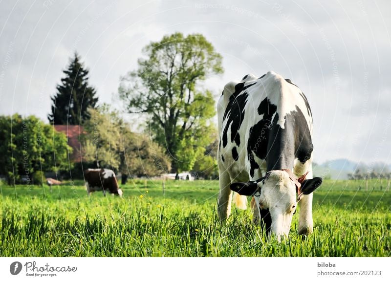 Landleben Natur Landschaft Pflanze Tier Frühling Sommer Nutztier Kuh Fressen stehen frisch grün schwarz weiß Zufriedenheit Landwirtschaft biologisch Idylle Vieh